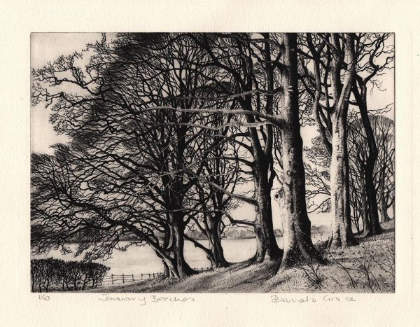 January Beeches