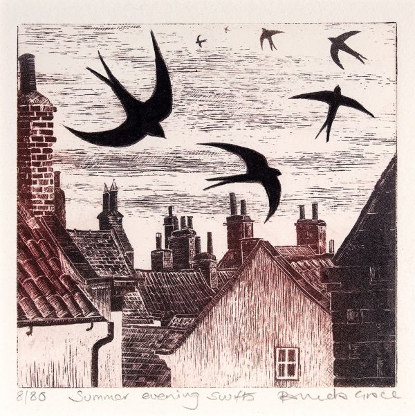 Summer Evening Swifts