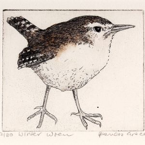 Winter Wren