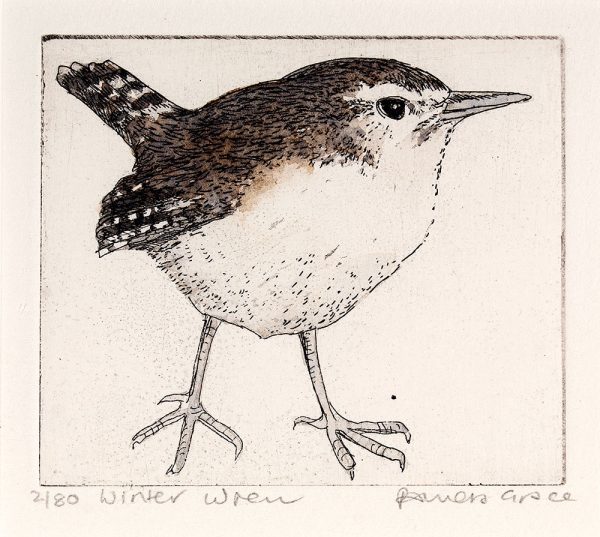 Winter Wren